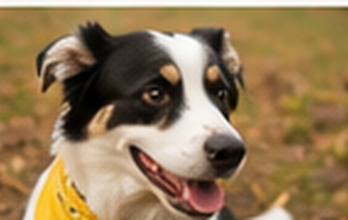 Road-Trip Basics for Rescue Dogs