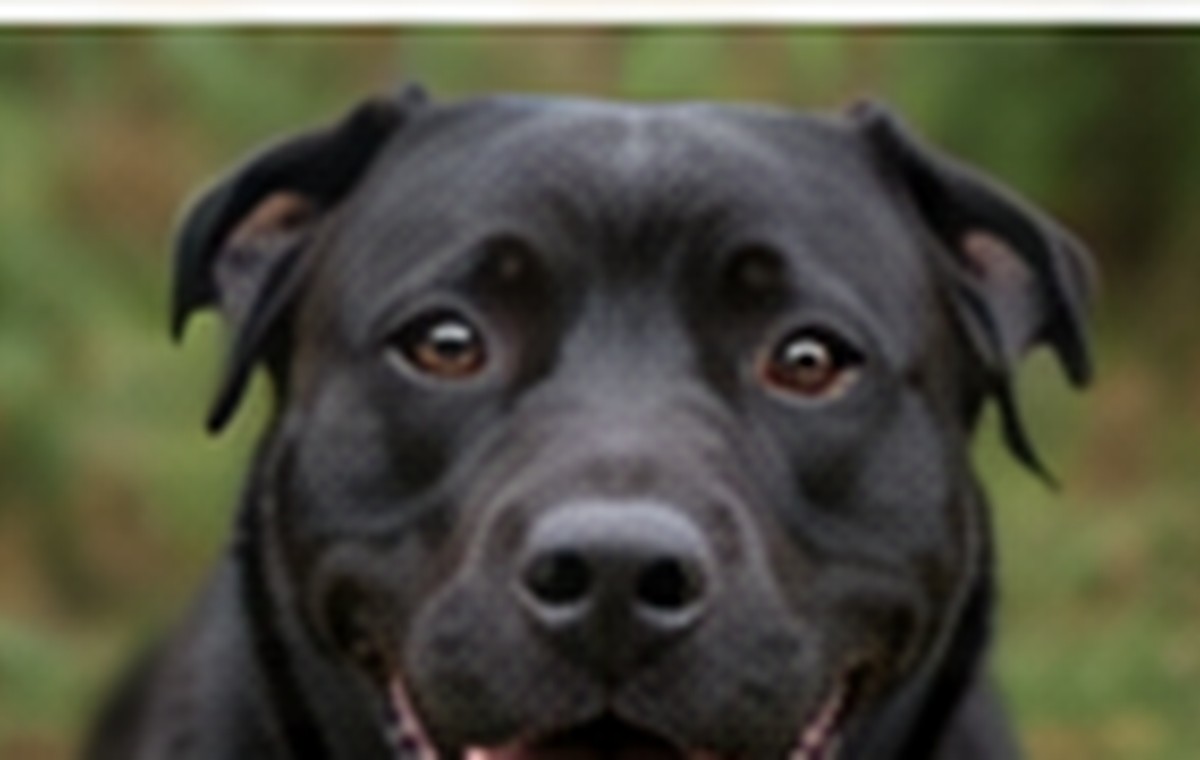 Escape Prevention for Newly Adopted Dogs